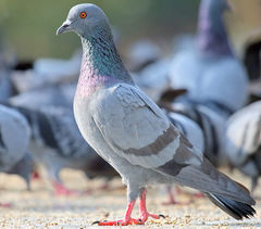 Columba livia domestica
