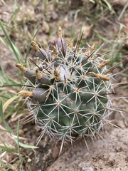 Coryphantha clavata clavata