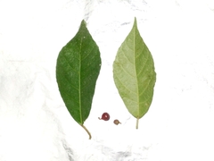 Ficus montana