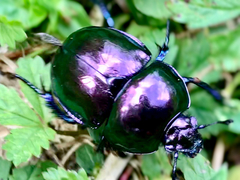 Trypocopris vernalis