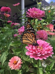 Danaus plexippus