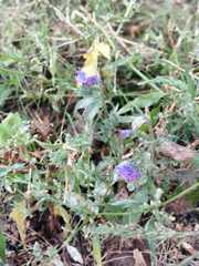 Echium vulgare
