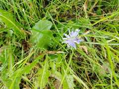 Cichorium intybus