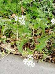 Achillea millefolium