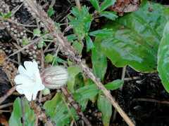Silene latifolia