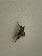Chrysops relictus