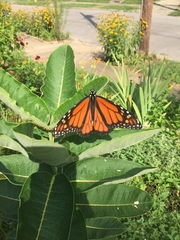 Danaus plexippus