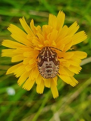Carpocoris purpureipennis