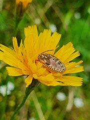 Carpocoris purpureipennis