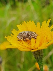 Carpocoris purpureipennis