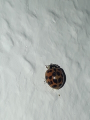 Harmonia axyridis
