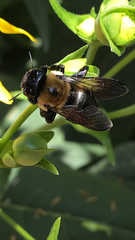 Xylocopa virginica
