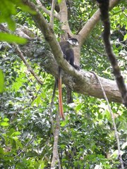 Cercopithecus ascanius