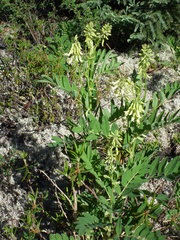 Astragalus americanus