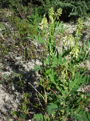 Astragalus americanus