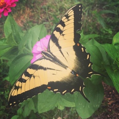Papilio glaucus