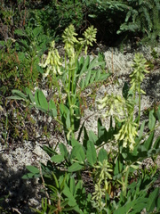 Astragalus americanus