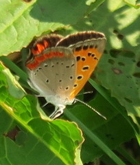 Lycaena phlaeas daimio