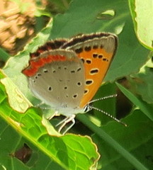 Lycaena phlaeas daimio