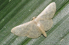 Idaea auricruda
