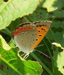 Lycaena phlaeas daimio