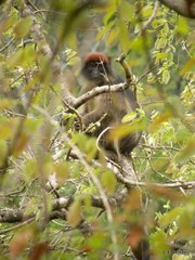 Piliocolobus tephrosceles