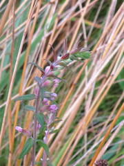 Odontites vulgaris