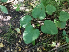 Smilax ecirrhata