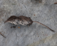 Sorex palustris
