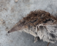 Sorex palustris