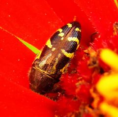 Acmaeodera pulchella