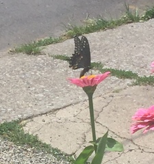 Papilio polyxenes