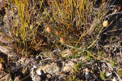 Edmondia