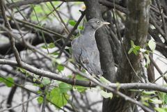 Turdus reevei