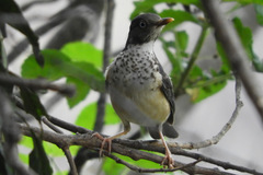 Turdus reevei