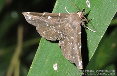 Adrapsa simplex