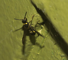 Apodynerus formosensis