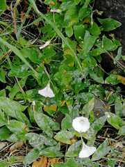 Convolvulus arvensis