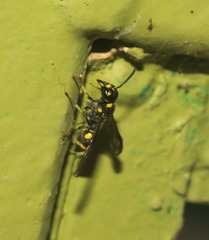 Apodynerus formosensis