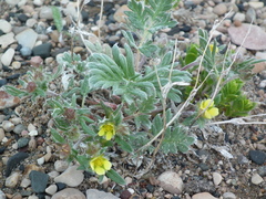 Potentilla pulchella
