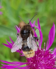 Bombus ruderarius