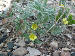 Potentilla pulchella