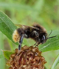 Bombus ruderarius