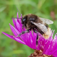 Bombus ruderarius