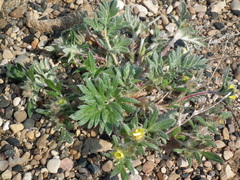 Potentilla pulchella