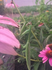 Mantidae
