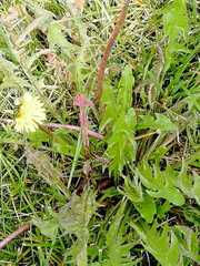 Taraxacum officinale