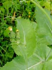 Sonchus oleraceus
