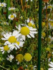 Tripleurospermum inodorum