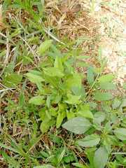 Convolvulus arvensis